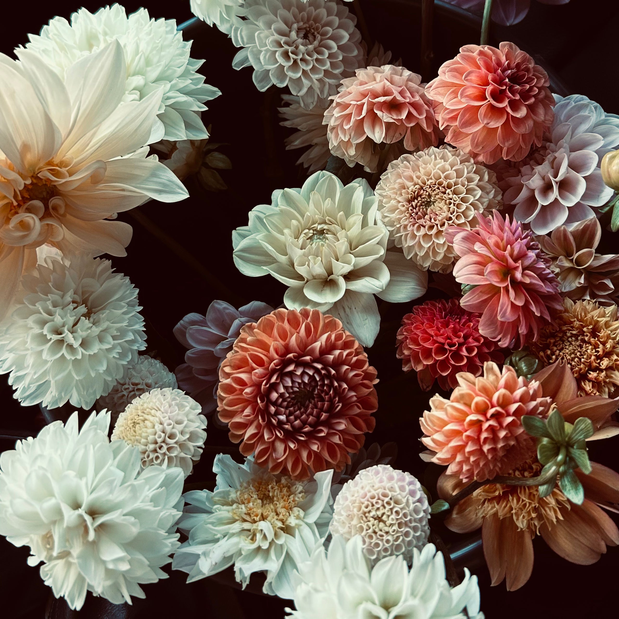 A variety of dahlias in different colors and sizes are arranged closely together, showcasing their intricate petal patterns.