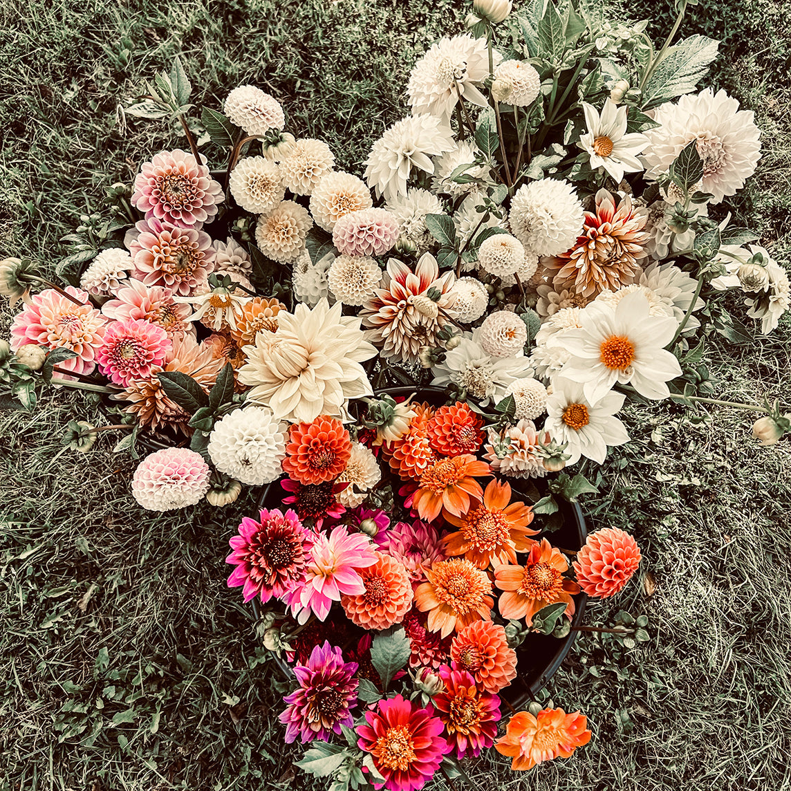 An artful floral design featuring The Boho Dahlia Tubers by Roam & Ivy Flowers showcases colorful dahlia flowers, including white, pink, orange, and red, on a grassy surface.