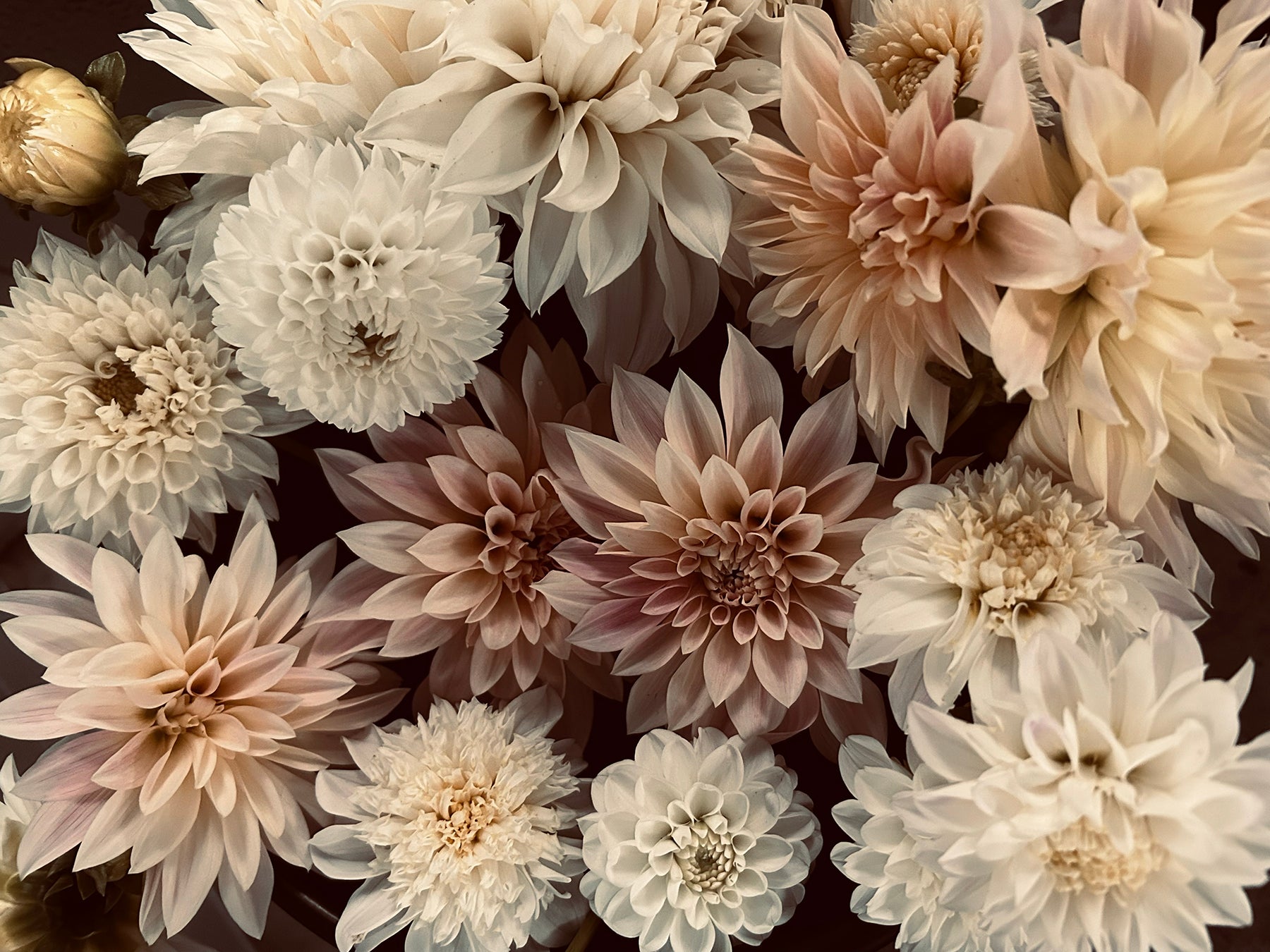 A close-up of various dahlias in soft pastel shades, including white, cream, and pale pink, arranged closely together.
