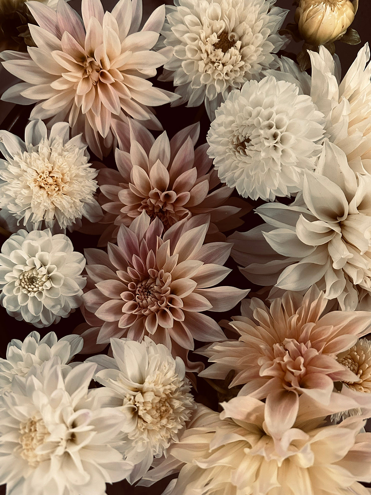 Assorted cream and pink dahlias with layered petals, arranged against a dark background.