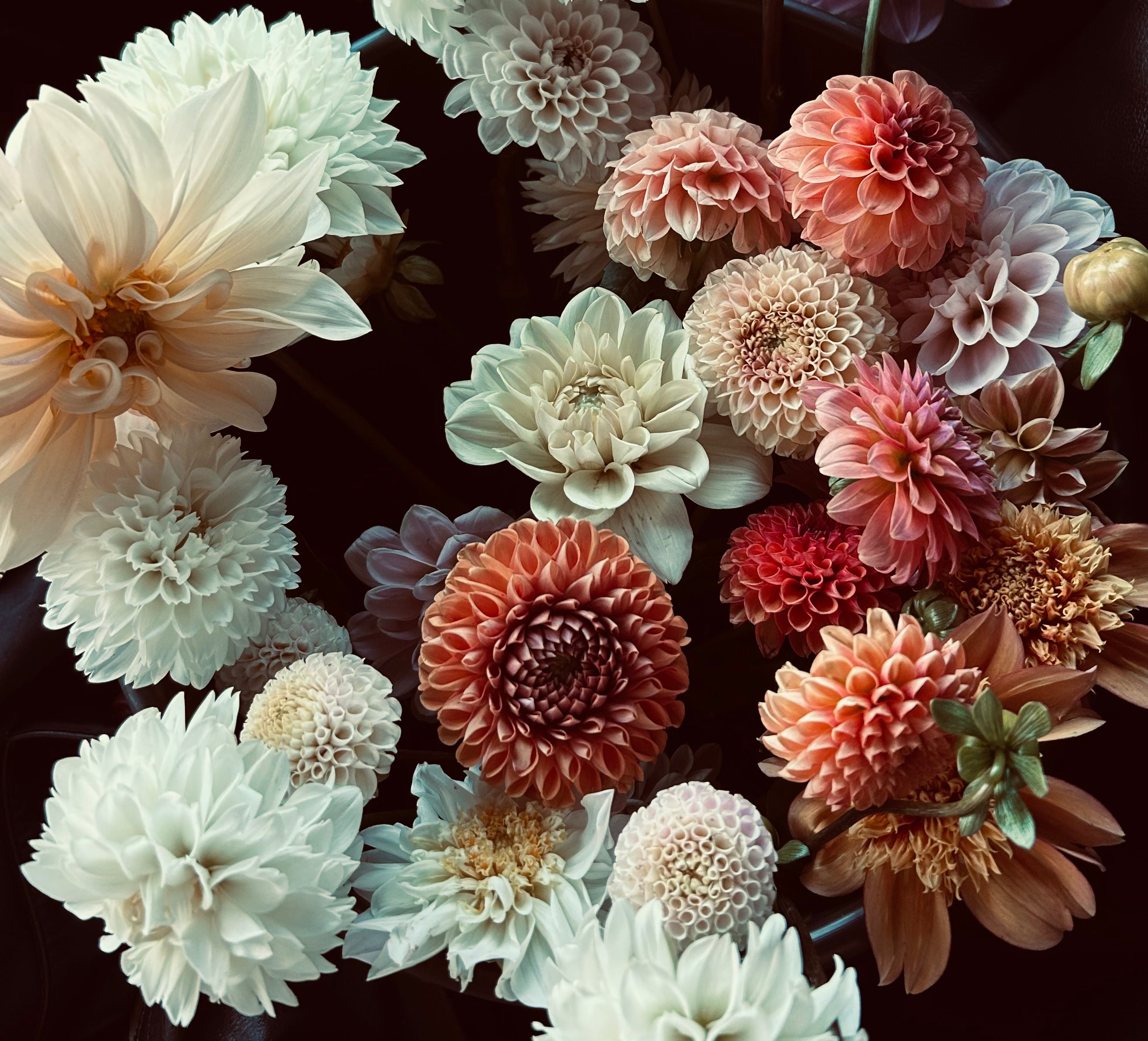 A variety of dahlias in different colors and sizes are arranged closely together, showcasing their intricate petal patterns.