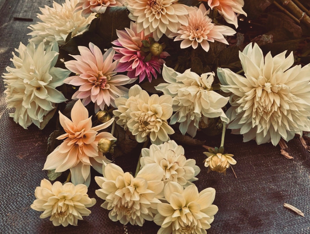 Roam & Ivy Flowers' "The Dreamer Dahlia Tubers" presents a stunning arrangement of pink, cream, and white ombré dahlias set against a dark surface.