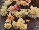Roam & Ivy Flowers' "The Dreamer Dahlia Tubers" presents a stunning arrangement of pink, cream, and white ombré dahlias set against a dark surface.