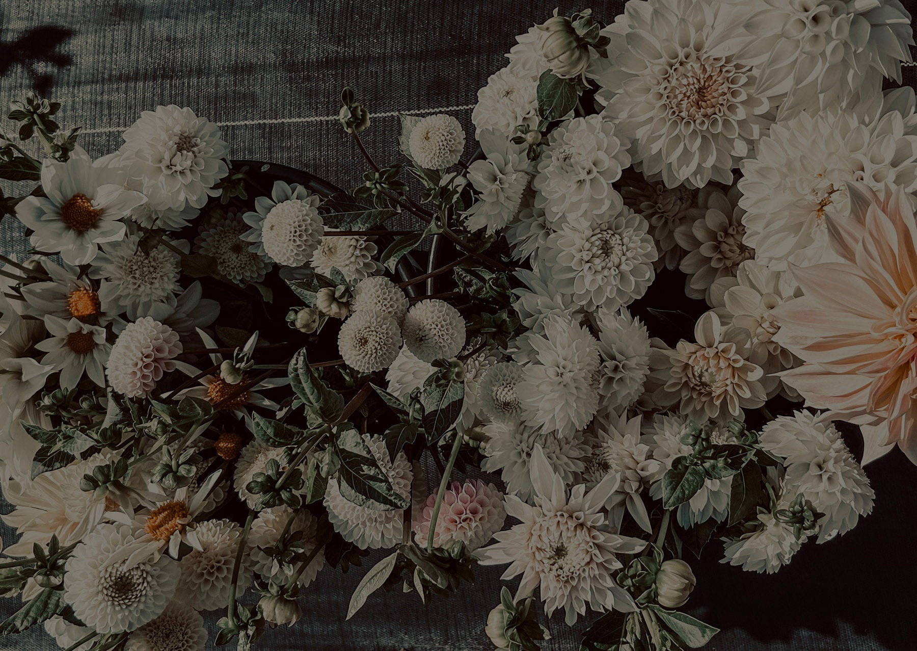 A collection of various white and pale pink dahlias arranged on a dark surface.