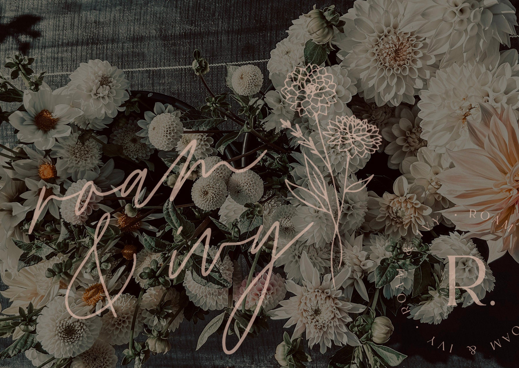 A display of white and light pink dahlias with cursive text overlay reading "roam & ivy" and decorative elements.