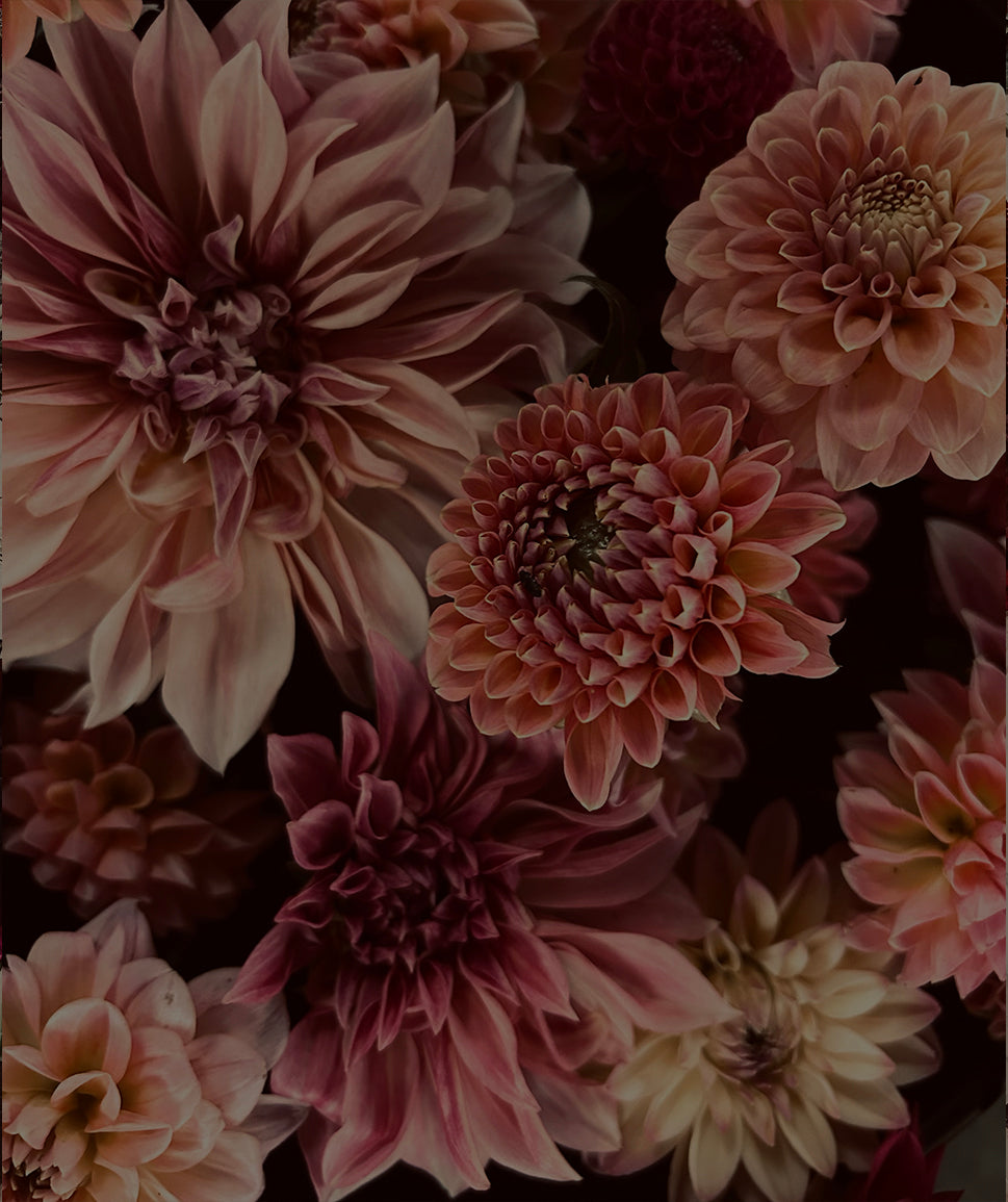 Close-up of various pink and peach dahlias with intricate petal patterns in a dark, moody setting.