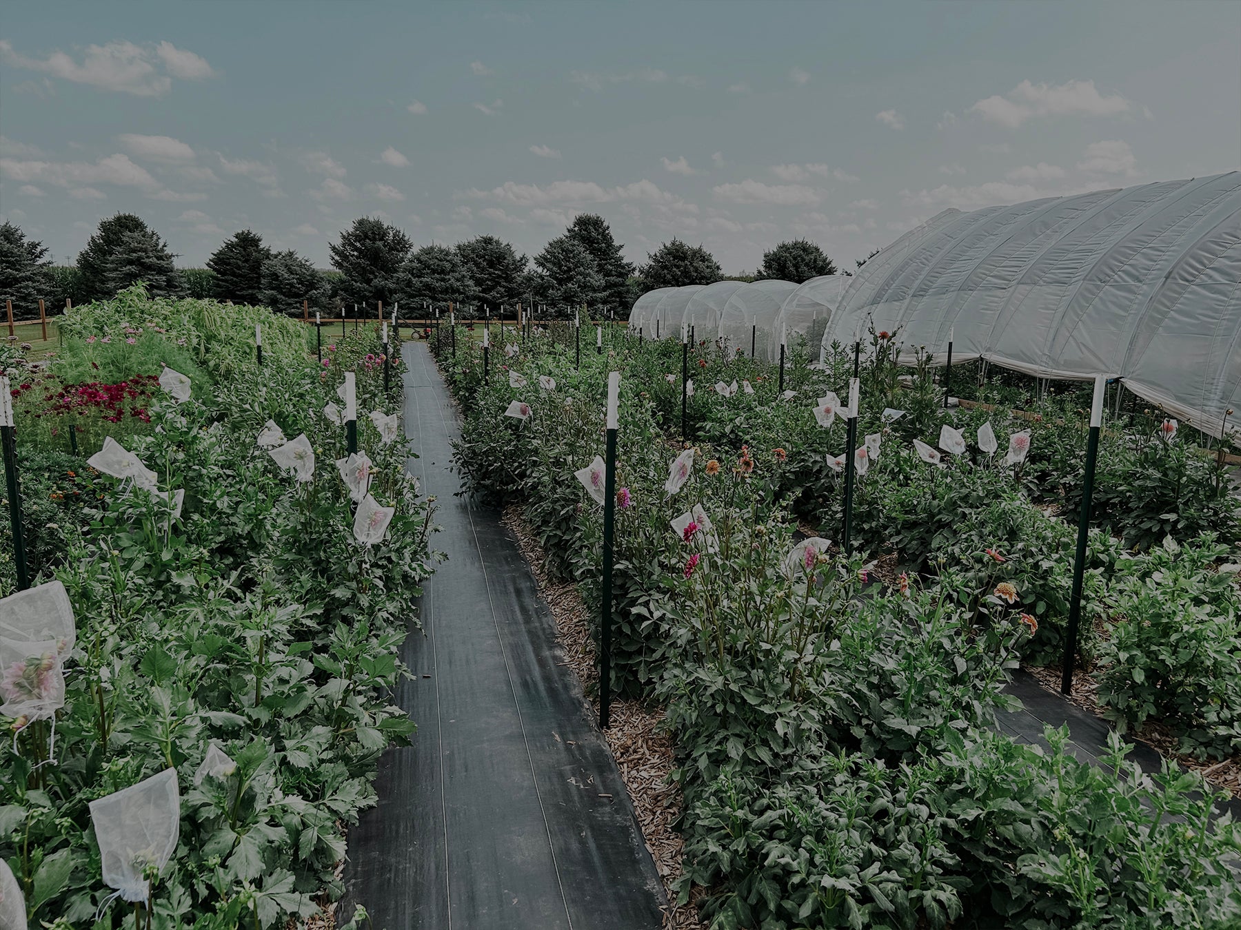 A garden with rows of plants on either side of a central path. Some plants have white protective covers. Transparent domed structures are on the right, and trees are in the background.