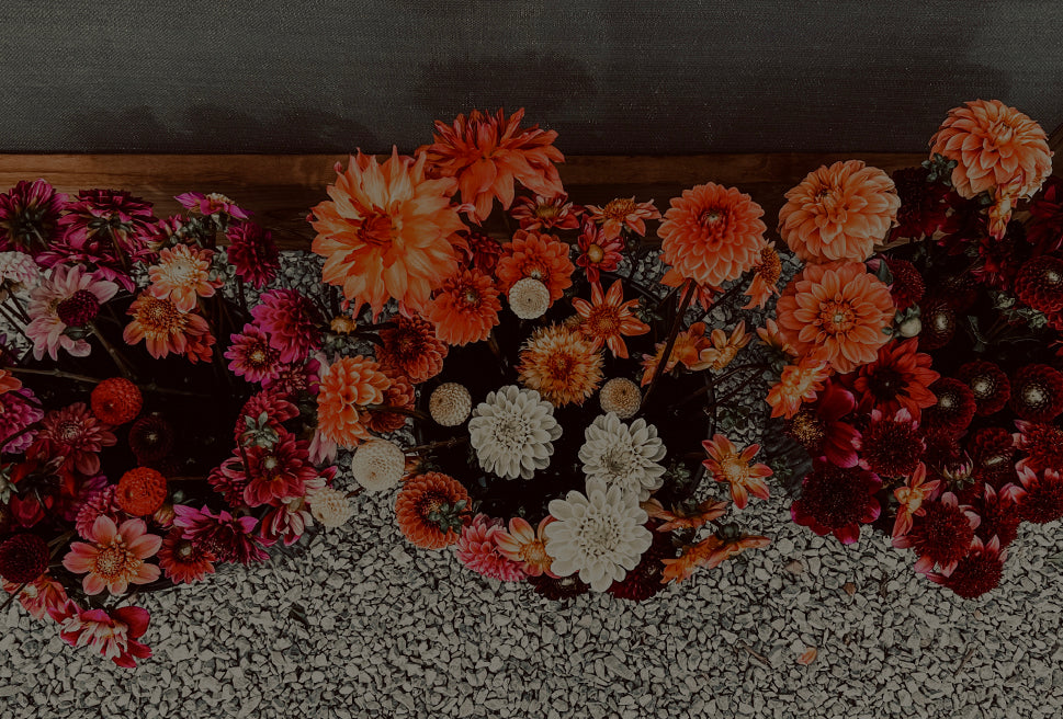 Three buckets filled with vibrant dahlias in orange, pink, and white hues sit on a gravel surface.