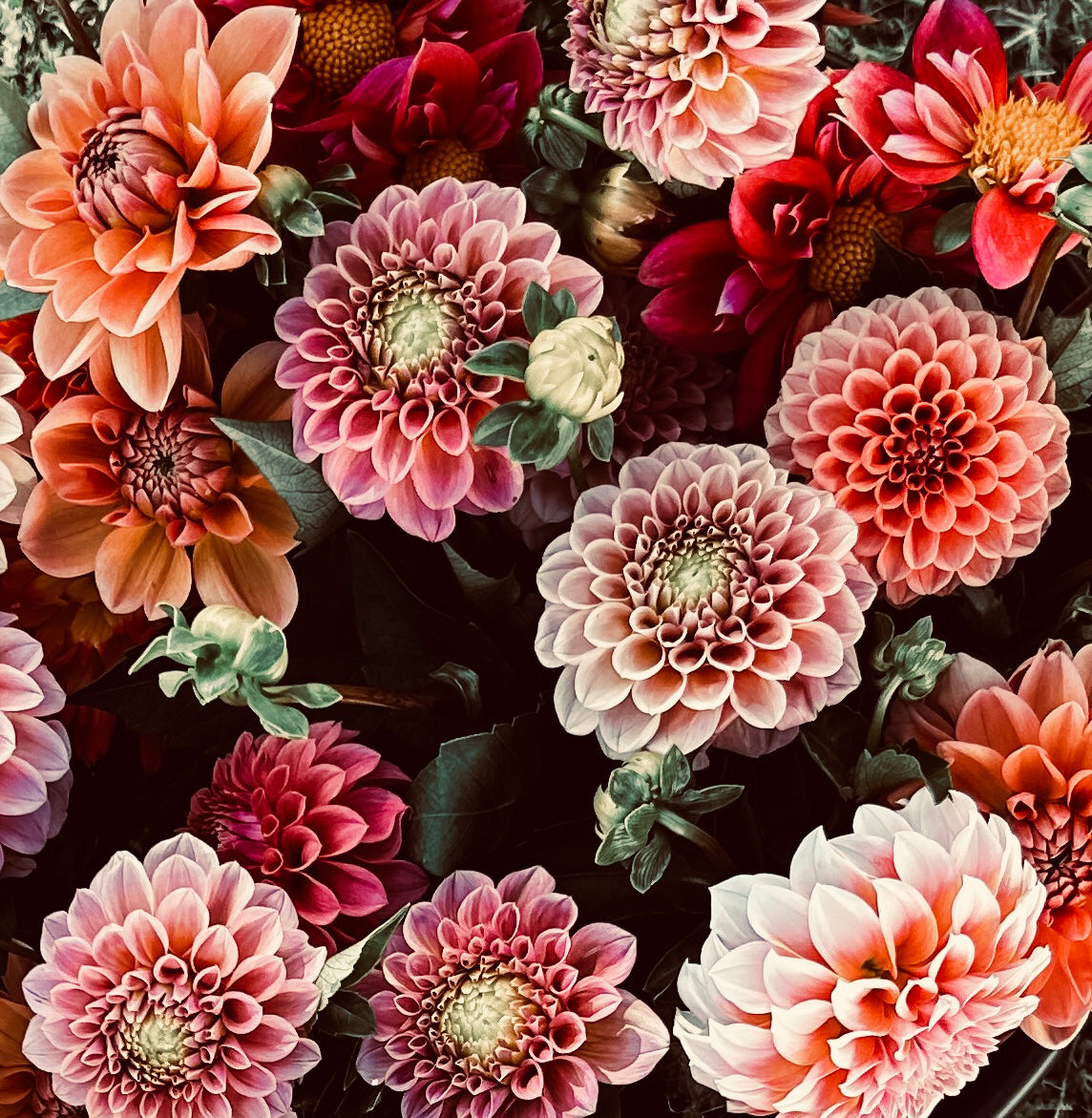 The Boho Dahlia Tubers by Roam & Ivy Flowers showcase a vibrant floral design with stunning dahlias in shades of pink, peach, and red, all beautifully complemented by lush green leaves.