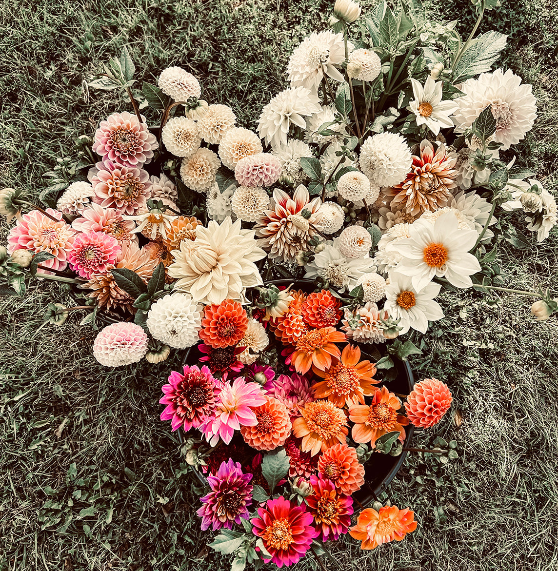 An artful floral design featuring The Boho Dahlia Tubers by Roam & Ivy Flowers showcases colorful dahlia flowers, including white, pink, orange, and red, on a grassy surface.