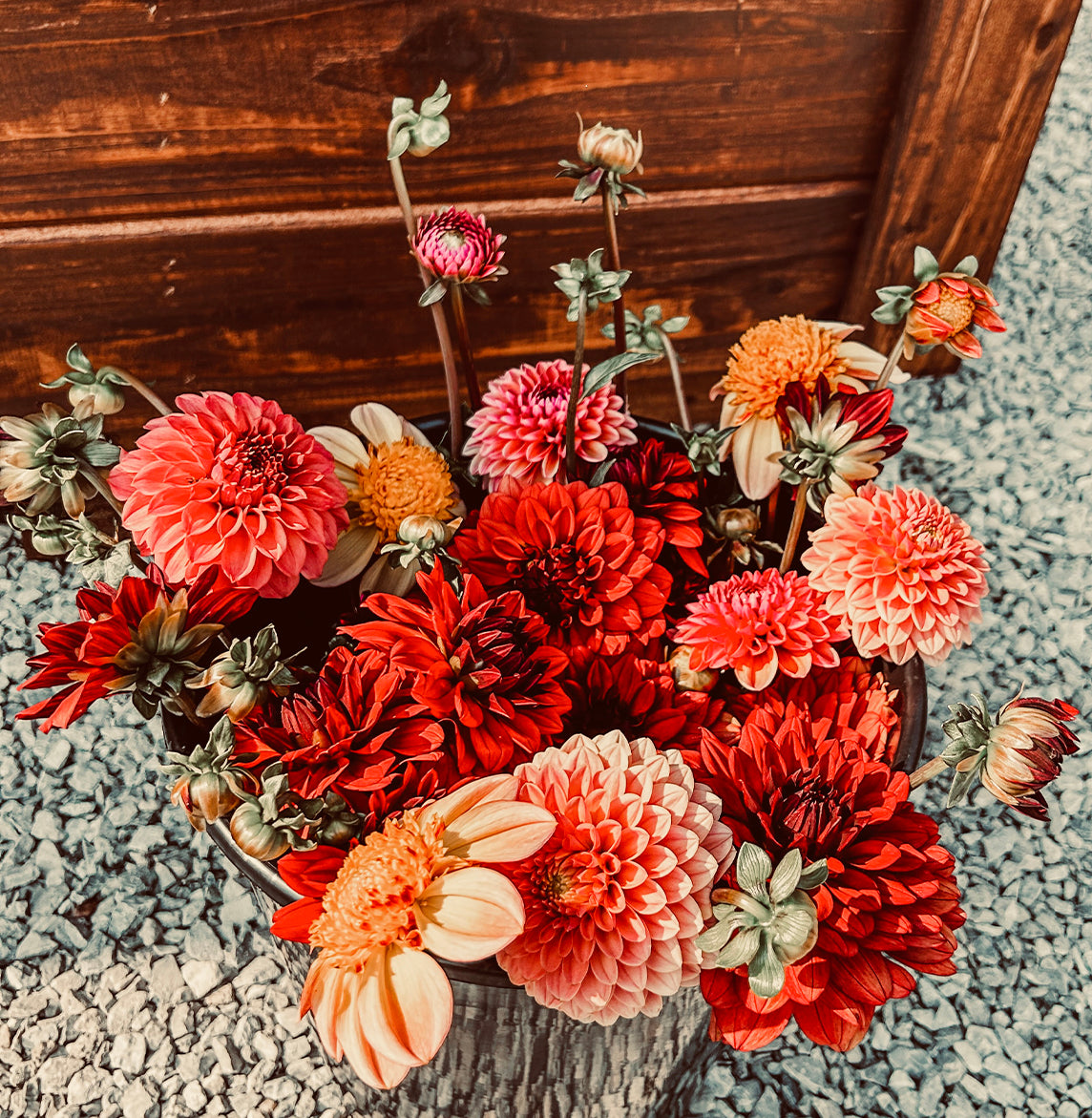 The Boho Dahlia Tubers by Roam & Ivy Flowers stand vibrantly against a rustic wooden backdrop, gracefully resting on a bed of gray gravel.
