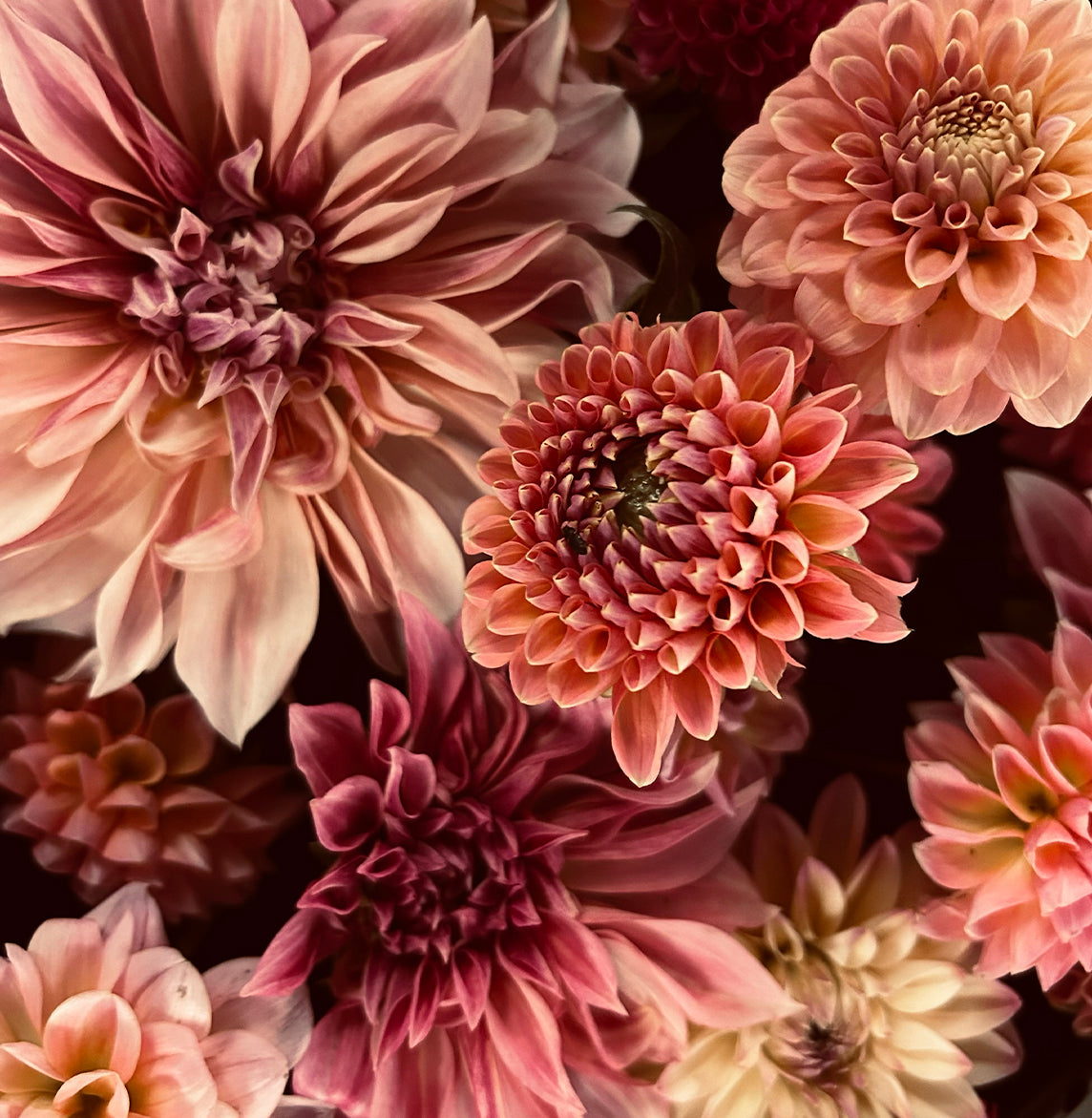 Close-up of blooming The Dreamer Dahlia Tubers by Roam & Ivy Flowers, featuring a cluster of pink flowers with diverse petal arrangements and soft, muted shades.