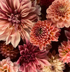 Close-up of blooming The Dreamer Dahlia Tubers by Roam & Ivy Flowers, featuring a cluster of pink flowers with diverse petal arrangements and soft, muted shades.