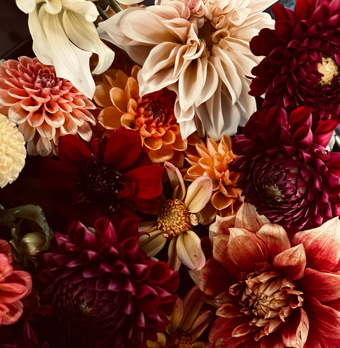 The Gypsy Dahlia Tubers by Roam & Ivy Flowers feature vibrant red, pink, orange, and cream blooms with intricate petals, adding a whimsical touch to garden-inspired settings.