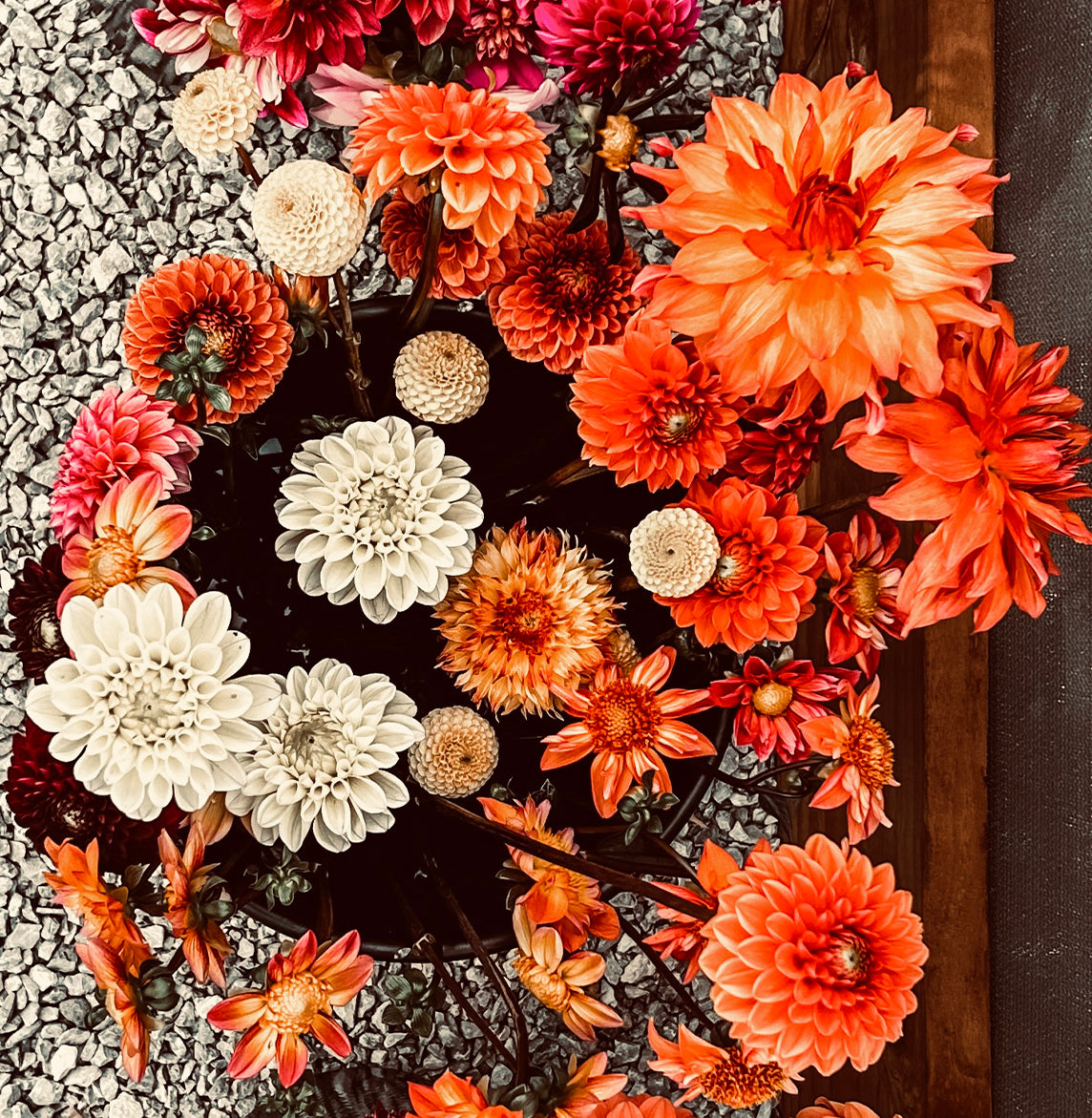 Roam & Ivy Flowers presents The Gypsy Dahlia Tubers, a whimsical arrangement blending vibrant orange, white, and pink flowers against an earthy textured gravel surface.