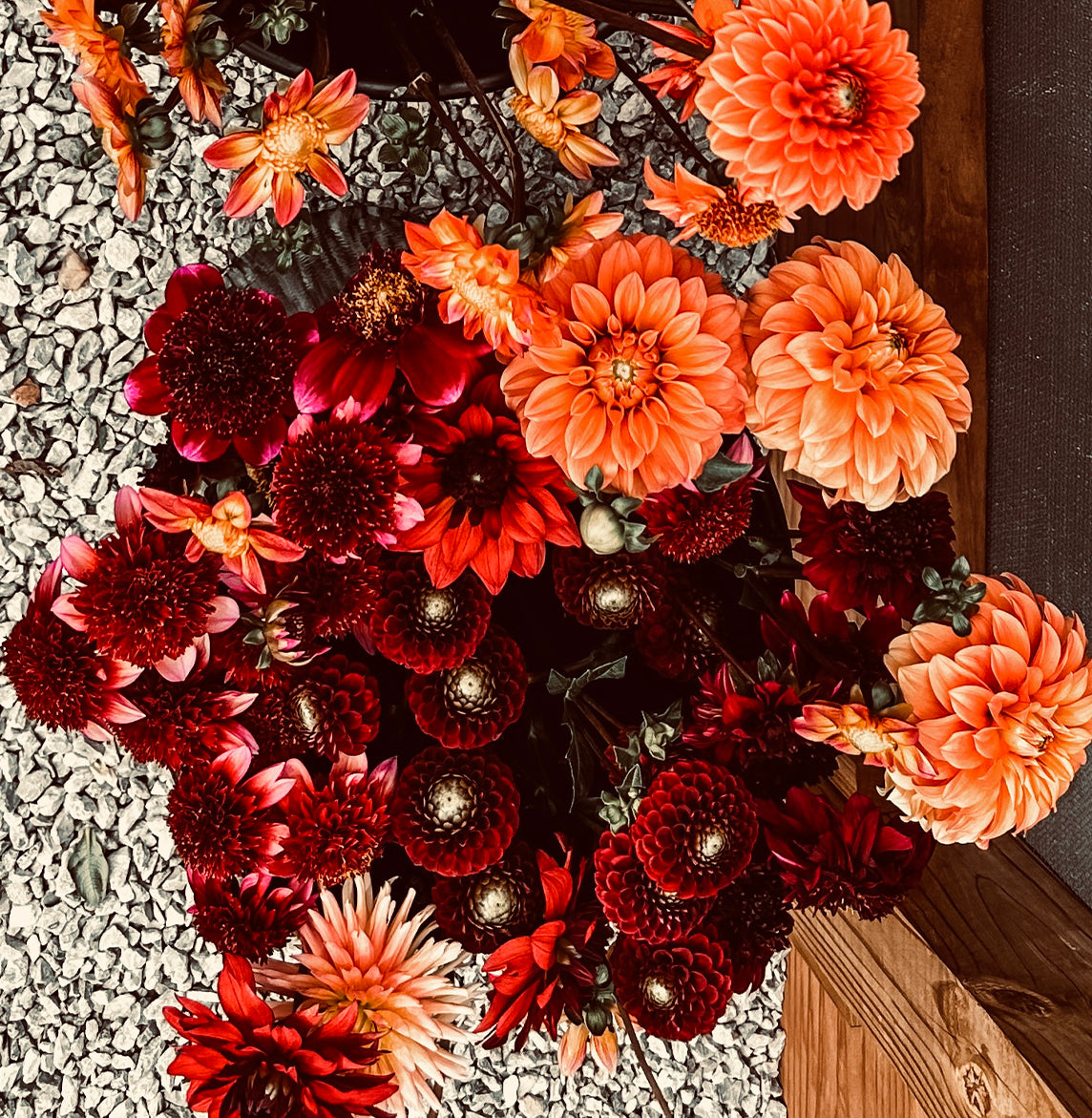 The Gypsy Dahlia Tubers from Roam & Ivy Flowers create a lively display of red and orange blooms on gravel, exuding an earthy texture that embodies a garden-inspired whimsical style.