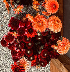 The Gypsy Dahlia Tubers from Roam & Ivy Flowers create a lively display of red and orange blooms on gravel, exuding an earthy texture that embodies a garden-inspired whimsical style.