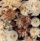 Roam & Ivy Flowers' "The Romantic Dahlia Tubers" features vintage-hued blooms in subtle white and pale pink shades, delivering a feminine feel against a dark backdrop.