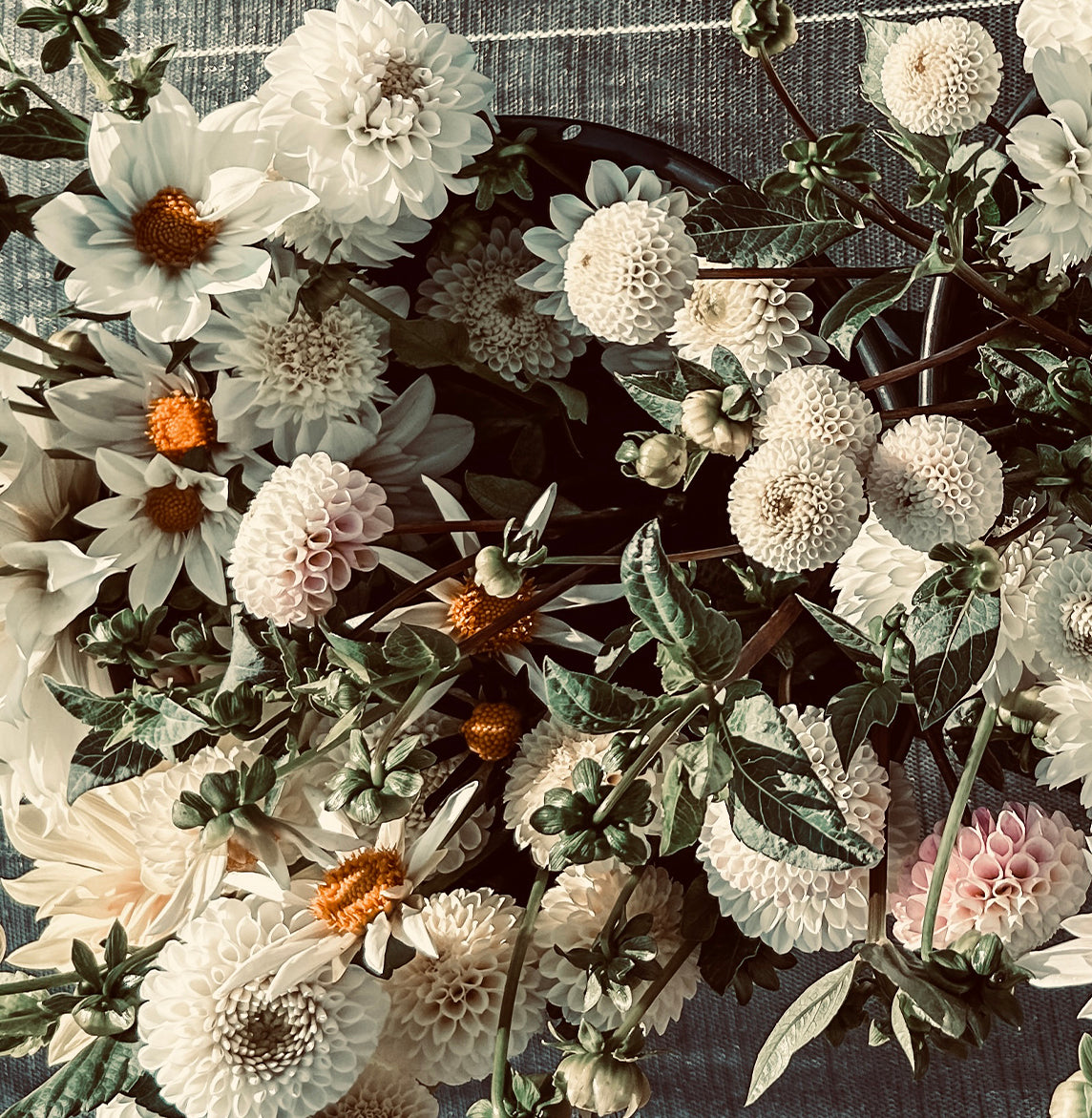 The Romantic Dahlia Tubers from Roam & Ivy Flowers feature vintage-hued blooms in white and light pink, creating a feminine vibe. The arrangement is elegantly displayed on a textured gray surface.
