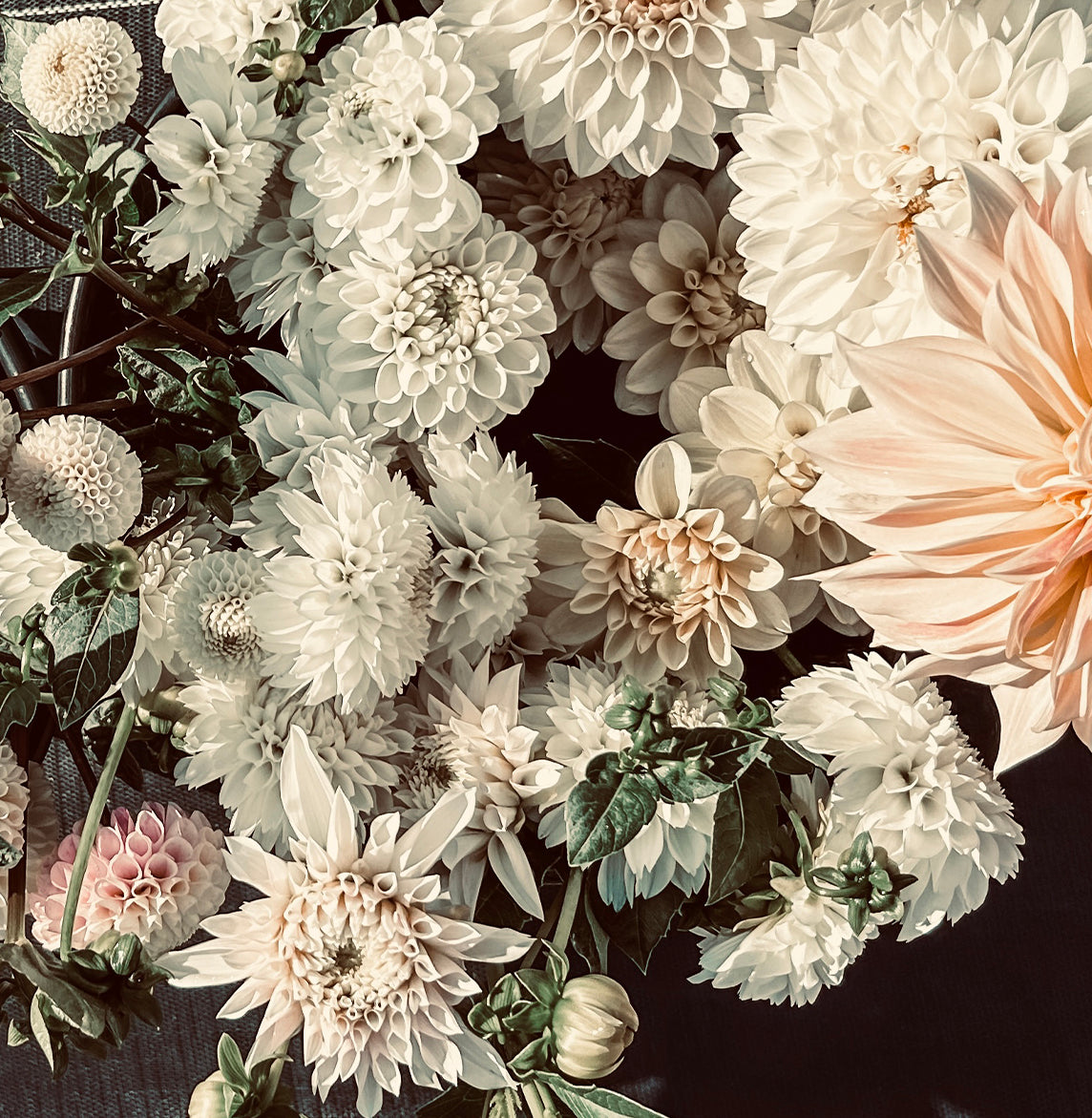 The Romantic Dahlia Tubers from Roam & Ivy Flowers features a bouquet of vintage-hued white and pale pink dahlias with green leaves on a dark background, exuding feminine vibes.